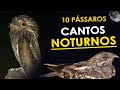 10 CANTOS de AVES NOTURNAS comuns no Brasil | Bacuraus, curiangos, urutaus e corujas