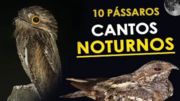 Onde os pássaros ficam à noite?