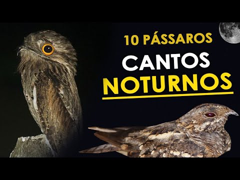 Vídeo: Que animal faz um som alto de chiado à noite, no Reino Unido?