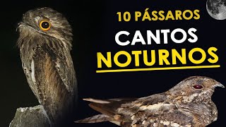 10 CANTOS de AVES NOTURNAS comuns no Brasil | Bacuraus, curiangos, urutaus e corujas screenshot 2
