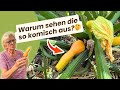 Zucchini mit dünner Spitze? Diese 4 Gründe gibt es 🥒