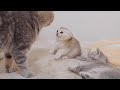 A kitten that obediently sleeps when its mother tells it to sleep is cute.
