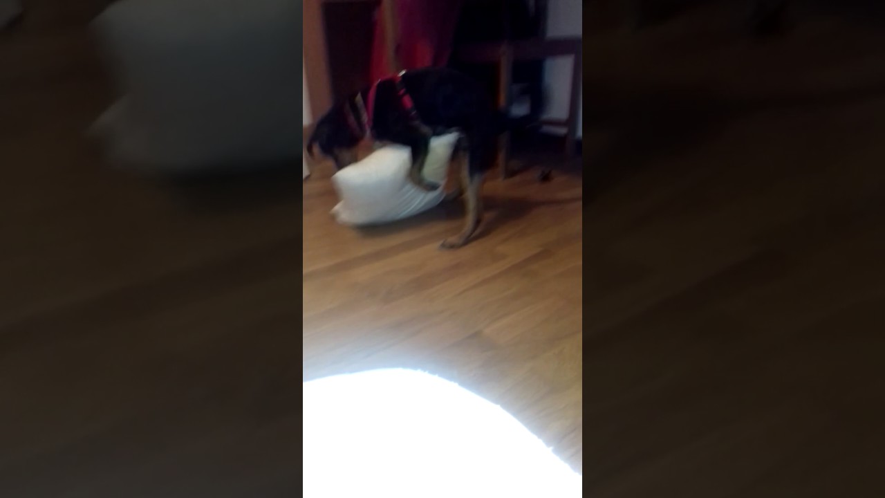 Mi perro se folla a un cojin - YouTube
