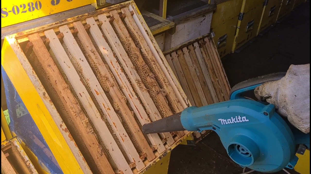 Extrasul mierii de rapita | Partea 1