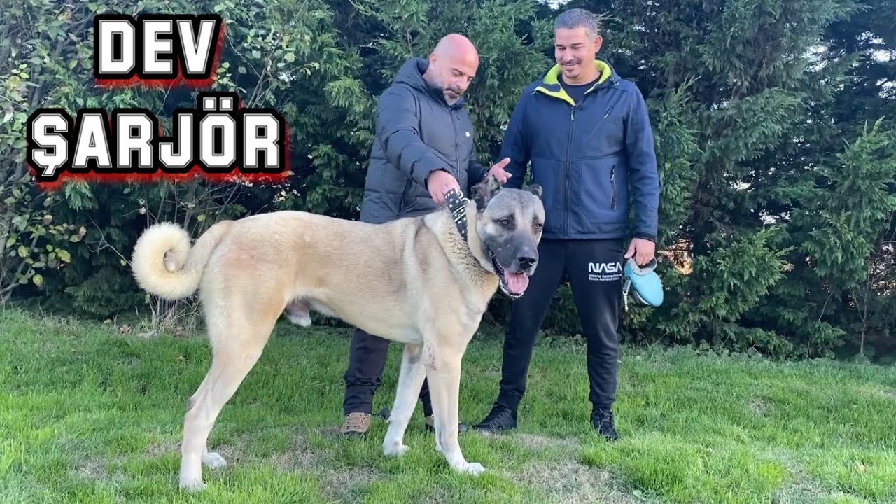 BU KÖPEĞE GÜÇ YETMİYOR ! | DEV ŞARJÖR | GIANT DOG