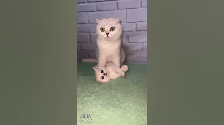 Watch the video about The mother cat caught her kitten to wash it