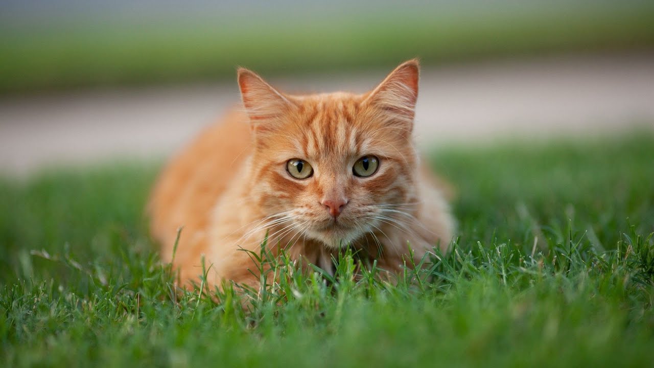 Фото рыжего кота