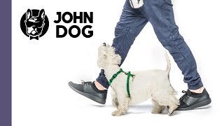 Jak nauczyć psa chodzenia przy nodze?  TRENING PSA  John Dog