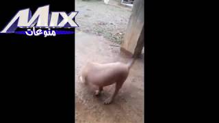 مسكين الكلب شاهد رد فعله حين لدغه عقرب😂😱😂