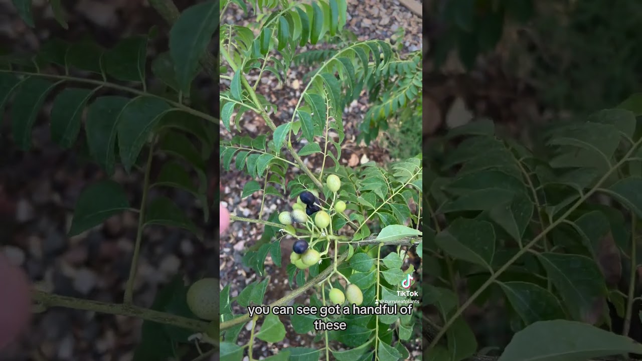 Picking curry leaf seeds! 