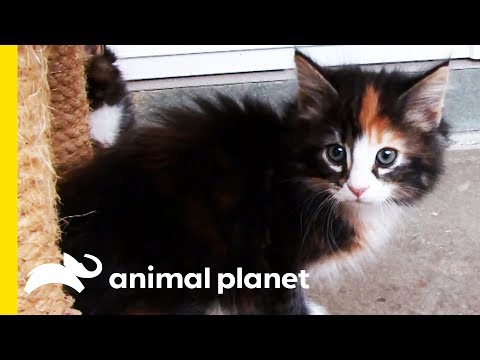 Video: Glykogenspeicherkrankheit Bei Katzen