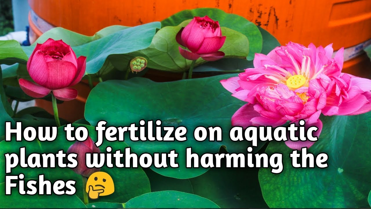 How to fertilize on aquatic plants without harming the Fish. 🐟🐟🐟