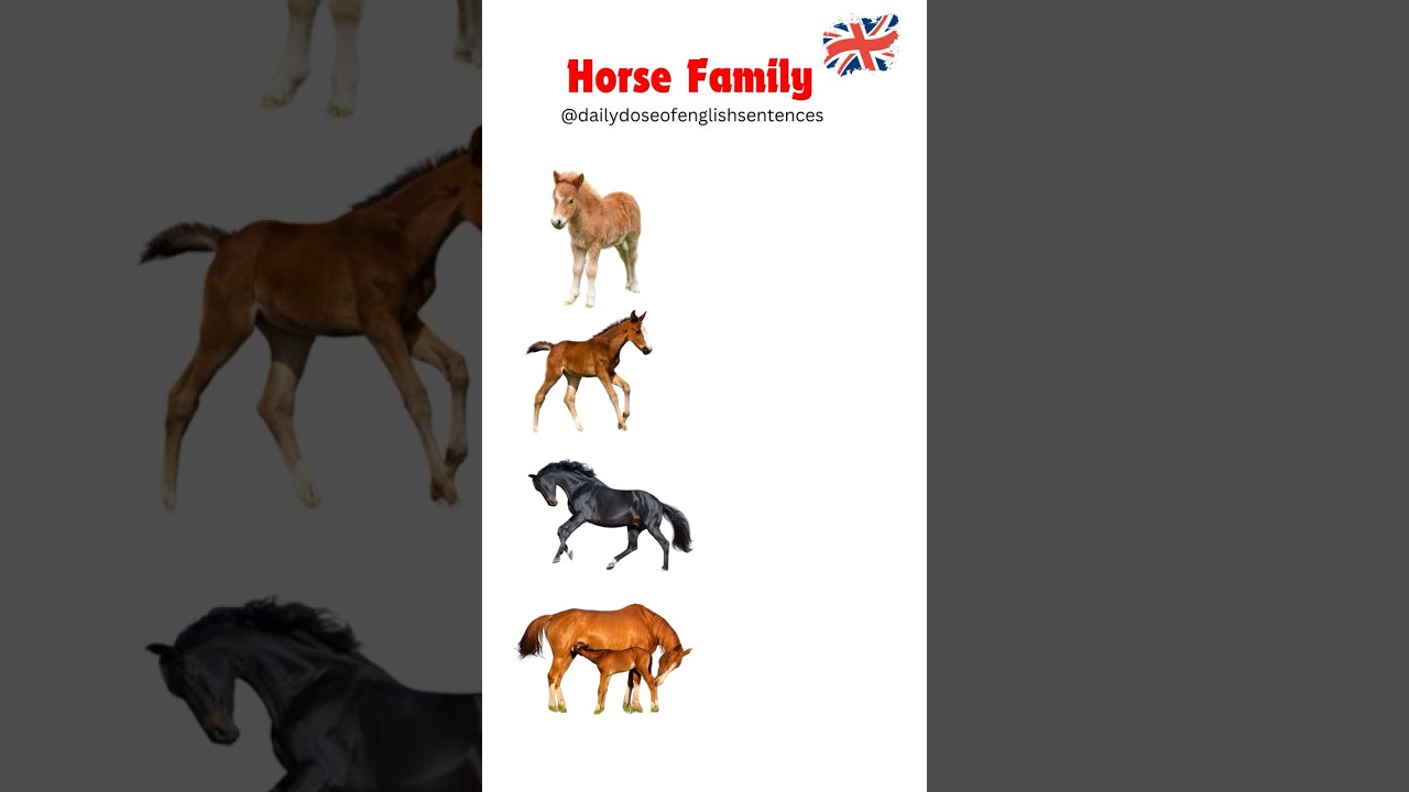 Meet the Horse Family: Foal, Colt, Stallion, and Mare - English Vocabulary Lesson 