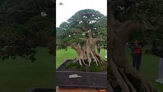 Bonsai Sancang Formal (premna microphylla)