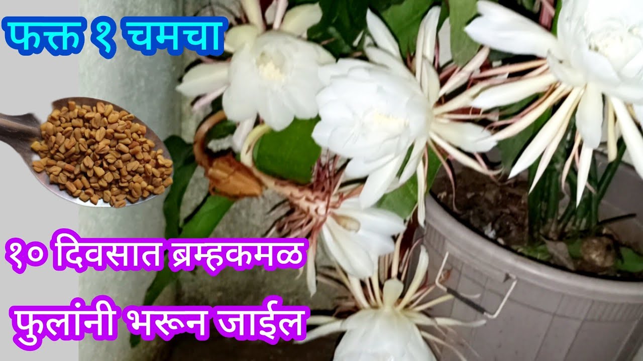 या खताच्या वापराने ब्रम्हकमळ कळ्या, फुलांनी भरून जाईल|| Organic fertilizer||#spgardeningmarathi