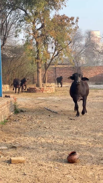 🦹🏻‍♂️Aa | Roach Killa | Arif Lohar | Deep Jandu | New Song 2024 | Jazba Entertainment .