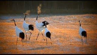 【北海道の絶景】タンチョウ　朝陽の中で　Grus japonensis　　In the inside of the morning sun