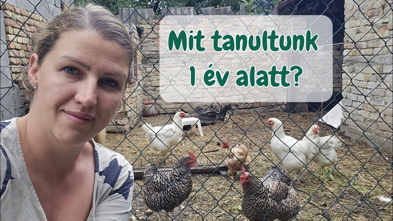 TYÚKOK TARTÁSA, amit egy év alatt tanultunk