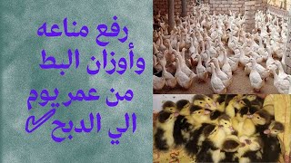 زياده مناعه وأوزان البط?تربيه البط من يوم الي الدبح مع د/محمد رضا