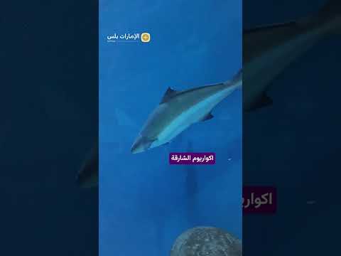 أماكن سياحية للعائلات في الشارقة