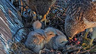 Arthur And Big Red Feed Chicks Together On Cornell Hawks Cam | May 18, 2026