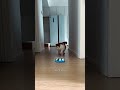 Is your cat FASTER than Usain Bolt?
