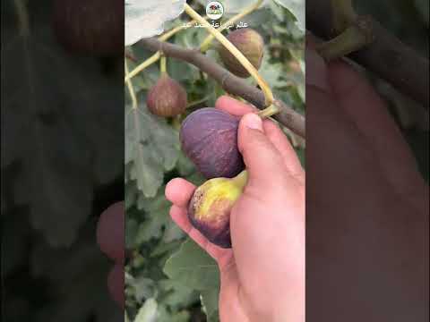 نصائح ذهبية تجعل شجرة التين غزيرة الانتاج كيف تجعل شجرة التين تثمر بغزارة