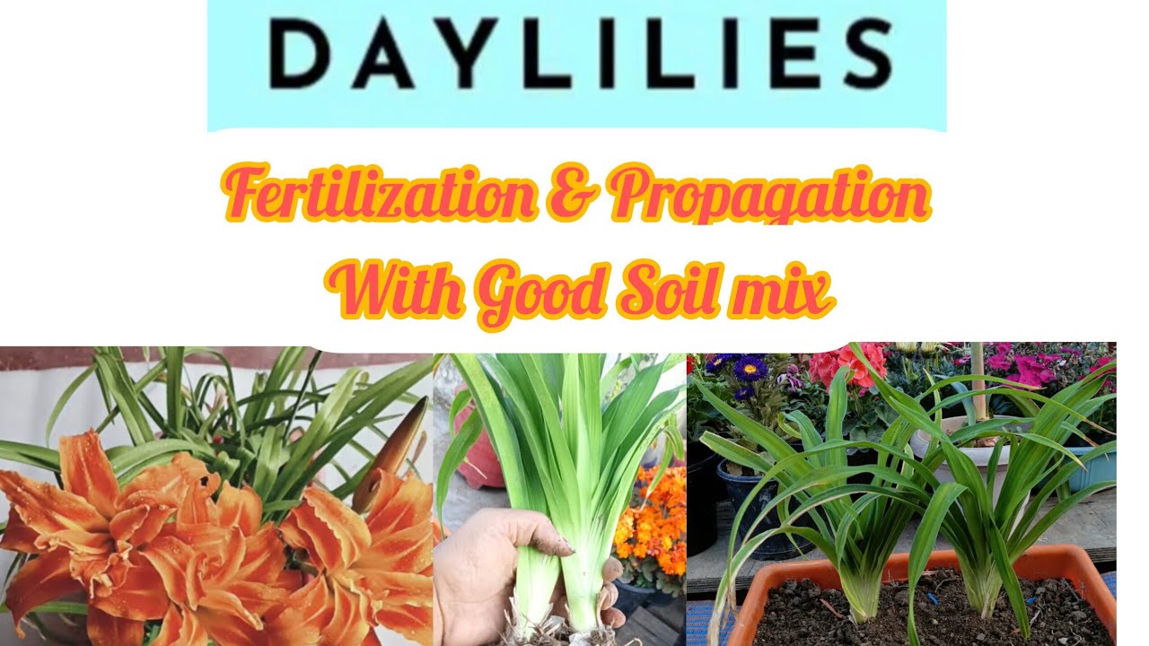Day lily Care with Fertilization & Propagation with Good Soil Mix/Day lily Complete Care with Tips