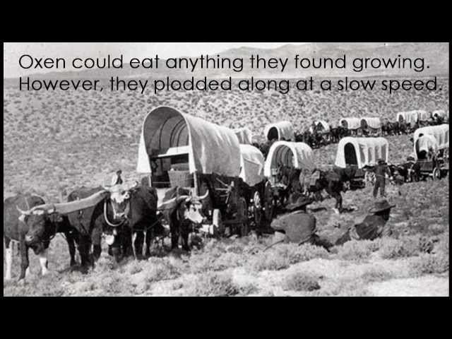 Covered Wagons of the Oregon Trail class=