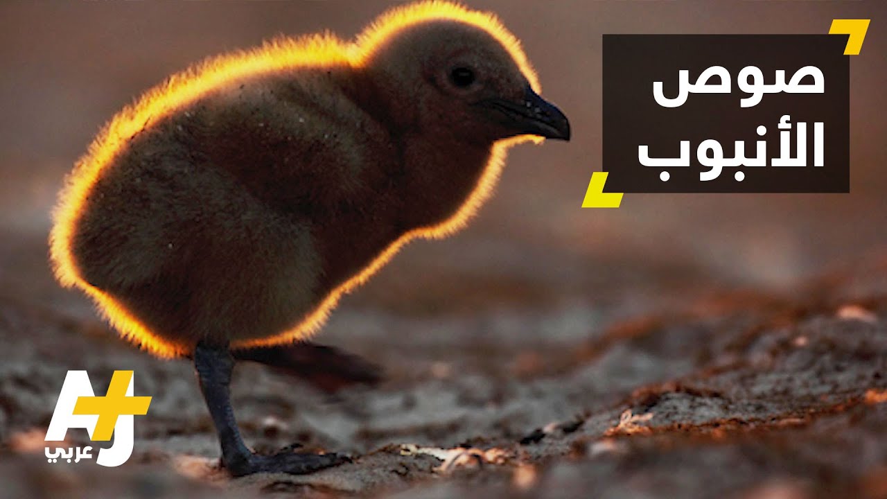 صيصان خارج البيضة؟