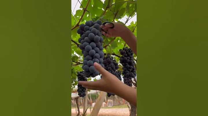 Grape Harvest Fresh From Vineyard 😎#satisfying #short