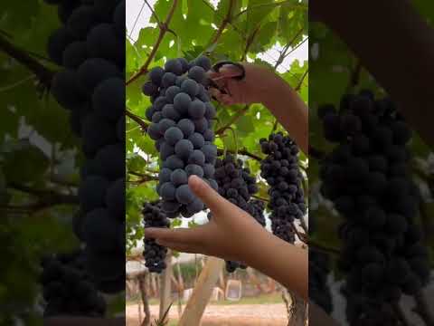 Video: Ano ang Taifi grape