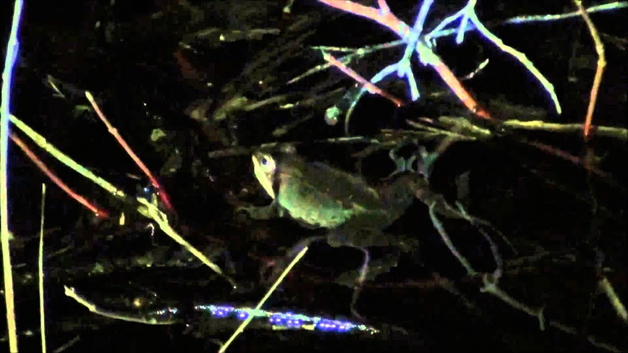 spring court paris Wood Frog Calling April 13th 2014