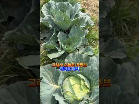 배추로 김치 만들고 싶어요#유튜버수준 #배추