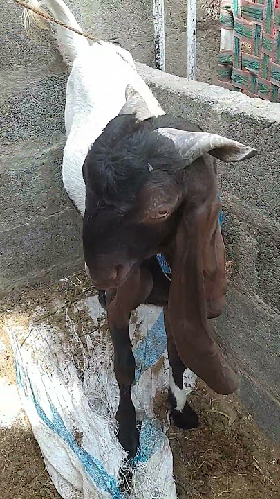 Fur seel 03362141309