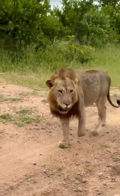 Talamati Male looking amazing ❤️ 5 Feburary 2025 #sabisands #kruger #lion