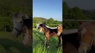 #rhodesianridgeback #ridgeback #pferd #horse #caballos