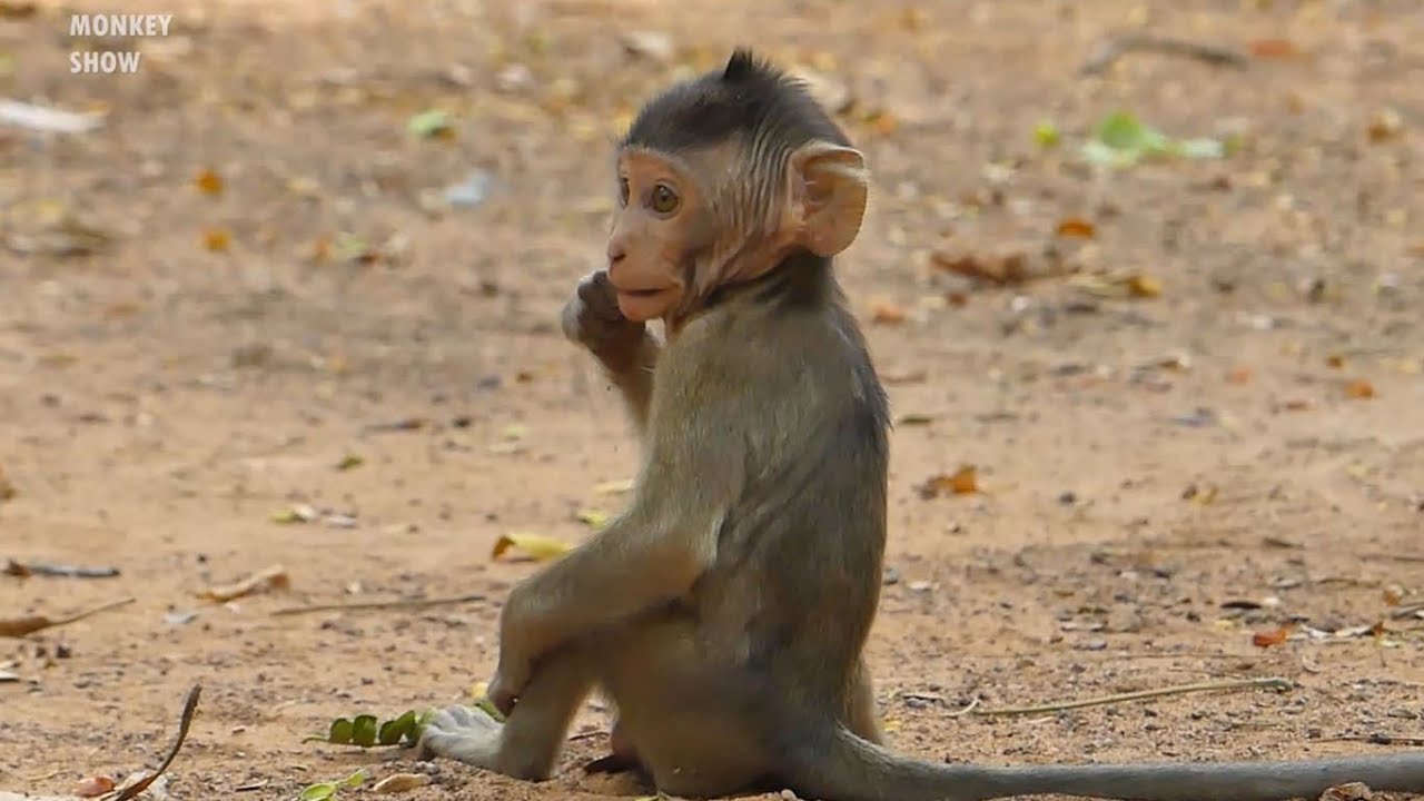 Wow! Lovely Newborn Baby Monkey Jody Very Healthy And Adorable