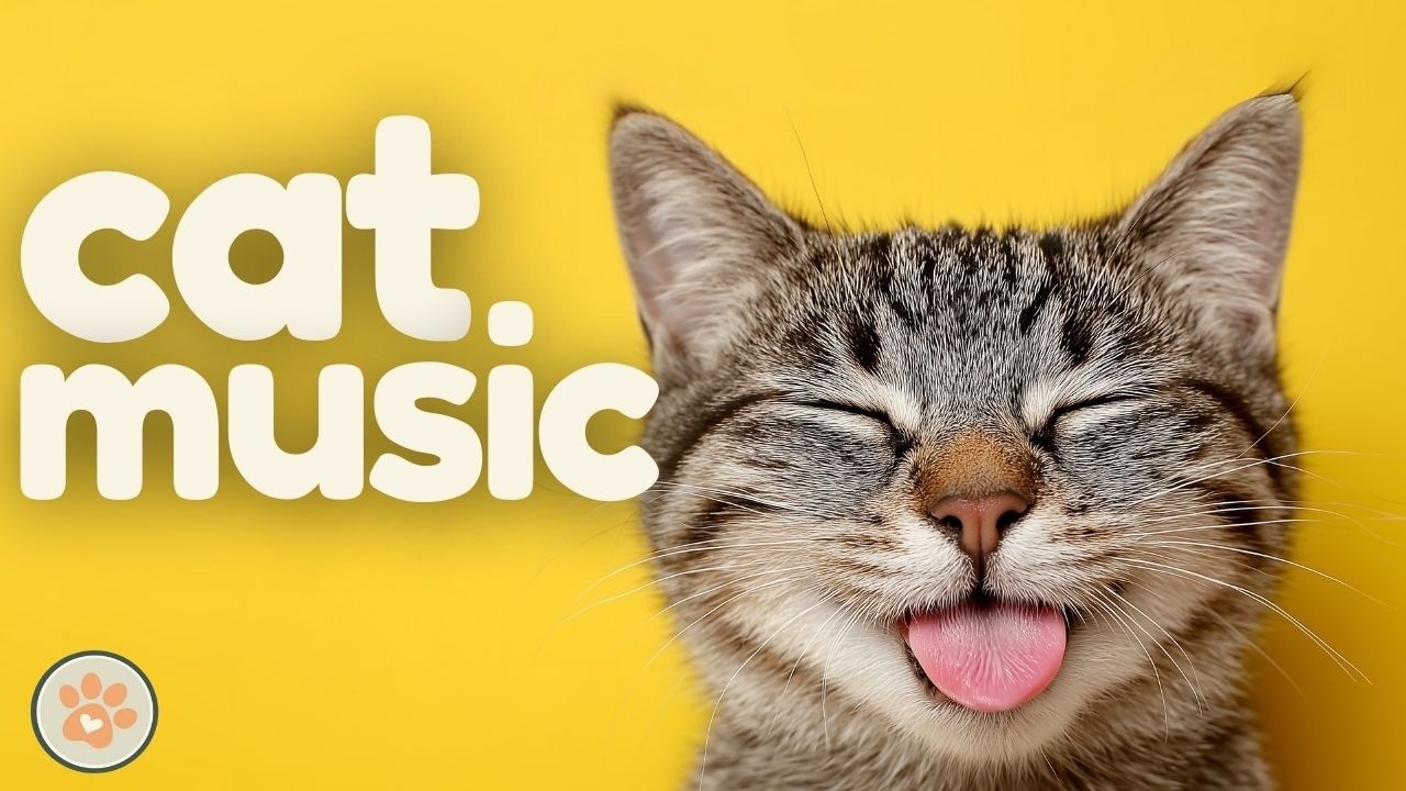 Photo inspiration: Music For Anxious Cats In Noisy Households Reference: Extra Long Music For Cats Soothing Music For Anxious Cats