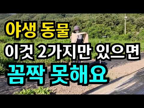 야생 동물 퇴치 방법 이것 2가지만 있으면 고라니 멧돼지 뱀 농장 근처에 얼씬도 못해요 #야생동물 #멧돼지 #고라니 #뱀 #텃밭 #전원생활 #농사 #시골 #채소 #건강
