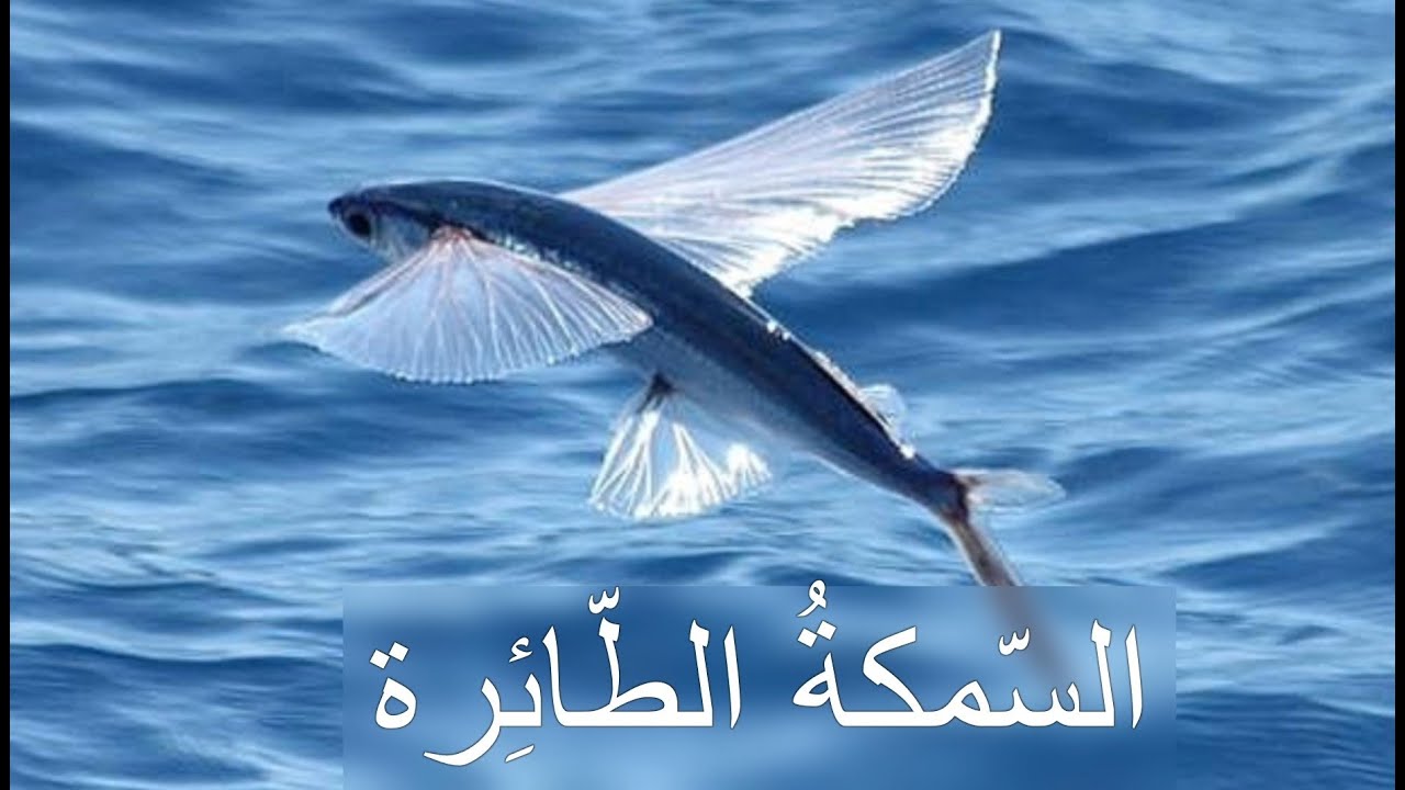 النص التاسع: السمكة الطائرة The Flying Fish 