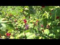 Ribes alpinum l rybz alpnsk