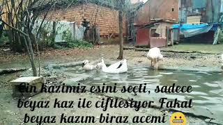 Kaz Çiftleşmesi, Kazlar Hakkında, Kaz Yumurta Yapacağını Nasıl Anlarız.