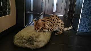 SERVAL SOGGA found a bag of MEAT by Serval Shorts 2,374 views 2 years ago 2 minutes, 45 seconds