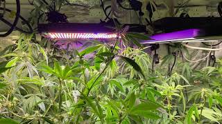 tent 2 update , day 19 flwr