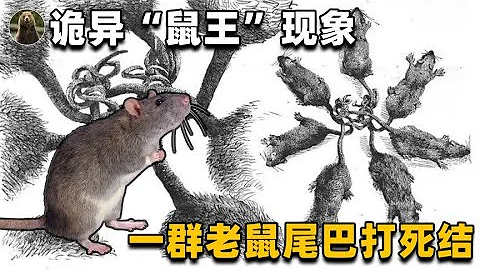無法解釋的「鼠王」：幾十隻老鼠尾巴打死結，嚇翻無數外國人！ - 天天要聞