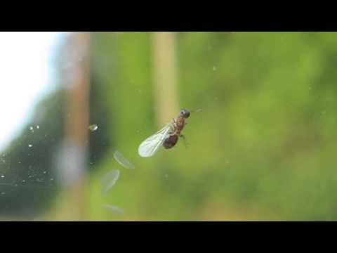 Ant Removes Her Wings