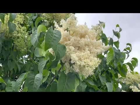 Ivory Silk Japanese Lilac - One Of The Prettiest Blooming Ornamental Trees