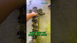 Saraf Dari Buaya Ini Masih Aktif  buaya