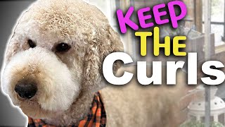 How to KEEP CURLY DOG HAIR when you GROOM your DOG screenshot 4